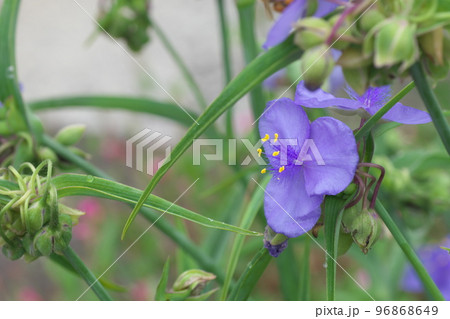 ムラサキツユクサの紫色花【緑背景】 ムラサキツユクサの紫色花【緑背景】 96868649