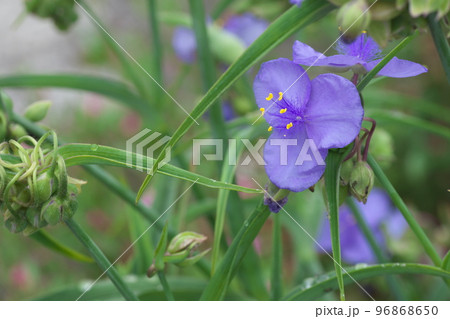 ムラサキツユクサの紫色花【緑背景】 ムラサキツユクサの紫色花【緑背景】 96868650