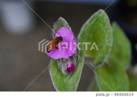 11月ツユクサの仲間で観葉植物のシラモンタナの花にセイヨウミツバチが来た 11月ツユクサの仲間で観葉植物のシラモンタナの花にセイヨウミツバチが来た 96868814