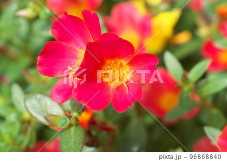 ポーチュラカの赤花【緑背景】 96868840