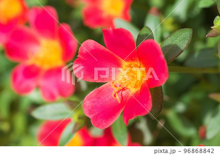 ポーチュラカの赤花【緑背景】 ポーチュラカの赤花【緑背景】 96868842