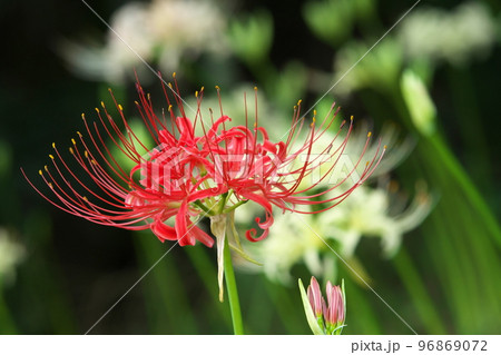 彼岸花の赤花【緑背景】 96869072