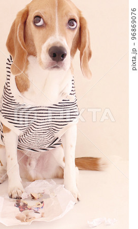 いたずらっこなビーグル犬 96869076