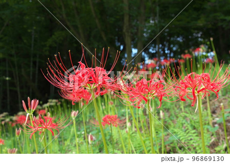 彼岸花の赤花【緑背景】 96869130