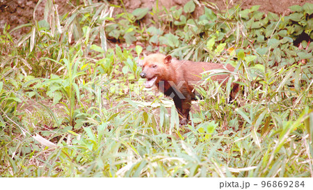 ヤブイヌ ヤブイヌ 96869284