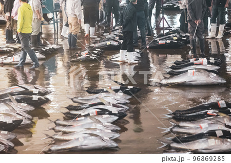 南紀勝浦港マグロの競りの様子 96869285