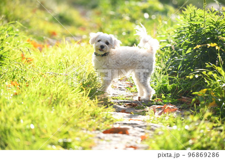 草っ原のマルプー 草っ原のマルプー 96869286
