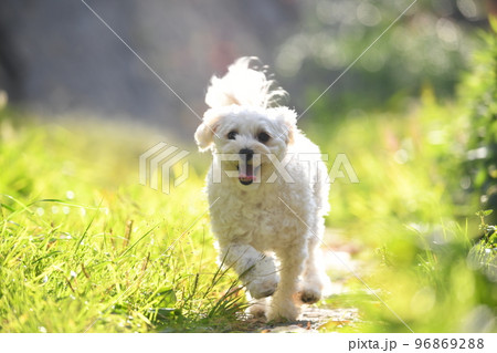 草っ原のマルプー 96869288