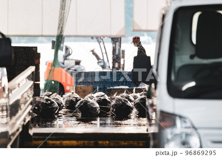 南紀勝浦港マグロの競りの様子 南紀勝浦港マグロの競りの様子 96869295