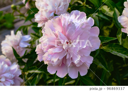 Closeup of a beautiful pink peony with delicate petals and green leaves in a garden bed next to other peonies Closeup of a beautiful pink peony with delicate petals and green leaves in a garden bed next to other peonies 96869337
