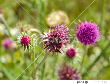 Closeup of a thistle flower on a stem in dense green grass against the background of other thistle flowers 96869350