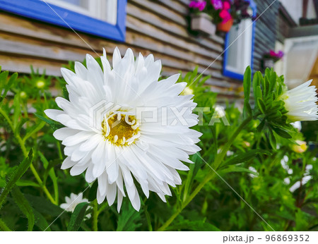 Close-up of a white beautiful flower with a yellow center in a flower bed in the middle of green grass 96869352