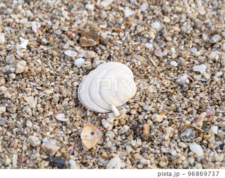 砂浜の貝殻。 砂浜の貝殻。 96869737