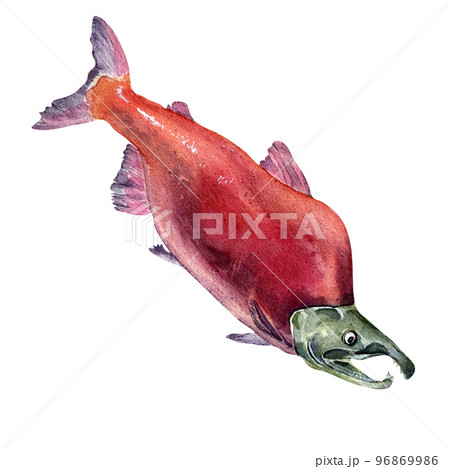 Single sockeye salmon, coho watercolor illustration isolated on white background. 96869986