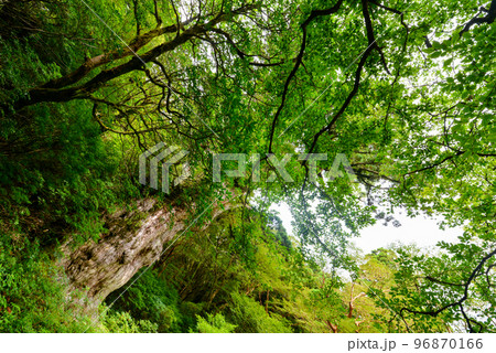 白谷雲水峡 96870166