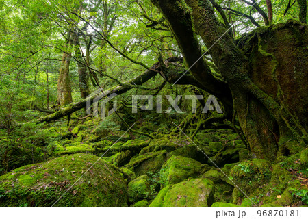白谷雲水峡 96870181