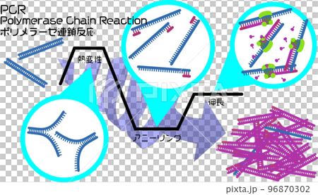 PCR示意圖-插圖素材 [96870302] - PIXTA圖庫