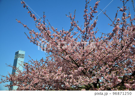 早春の千葉ポートタワーに咲いた河津桜 96871250
