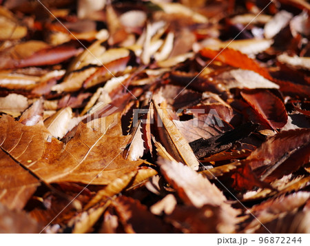 秋の季節　落葉の絨毯を楽しむ　コピースペース　秋の宝物 96872244
