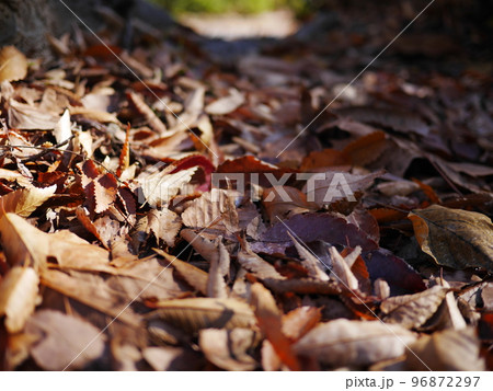 秋の季節　落葉の絨毯を楽しむ　コピースペース　秋の宝物 96872297