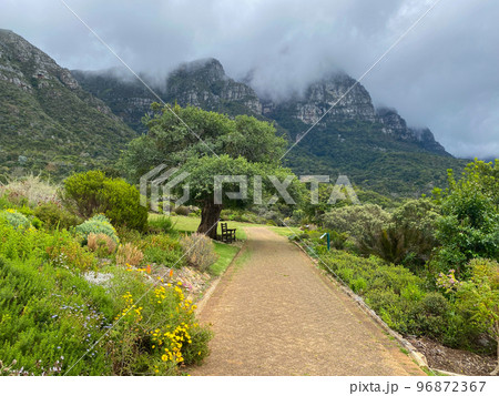 Kirstenbosch Botanical gardens in Cape Town, South Africa. 96872367