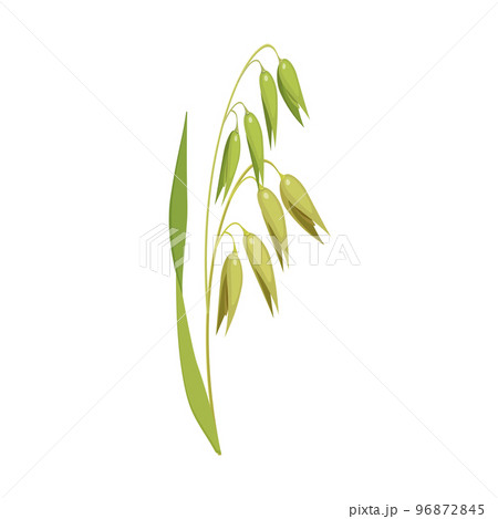 Oat stalk with leaves. Vector illustration of an ear of cereals 96872845