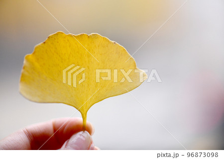 ginkgo leaf botanical yellow nature leaf autumn outside 96873098