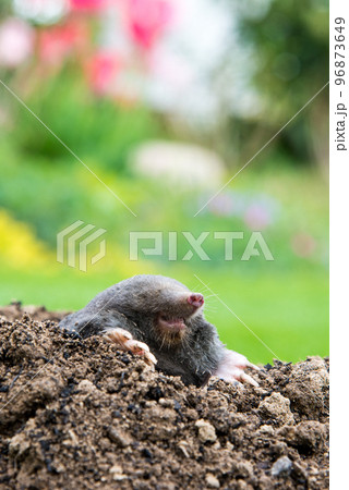 European mole (Talpa europaea) destroying lawn with its mole hills and underground tunnels European mole (Talpa europaea) destroying lawn with its mole hills and underground tunnels 96873649