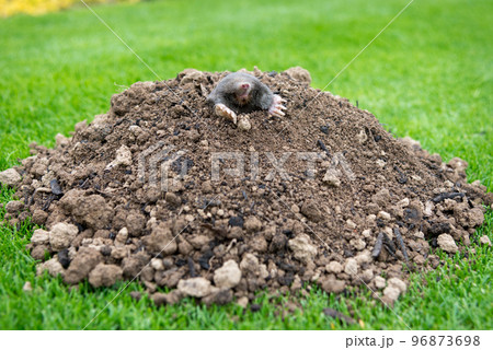 Mole, Talpa europaea, crawling out of brown molehill, green grass in background. Animal from garden. 96873698