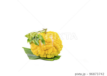 獅子柚子(鬼柚子) 獅子柚子(鬼柚子) 96873742
