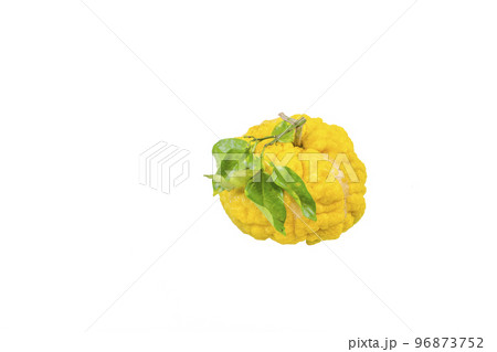 獅子柚子（鬼柚子） 96873752