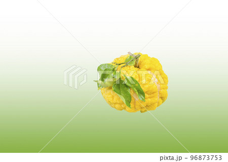 獅子柚子（鬼柚子） 96873753