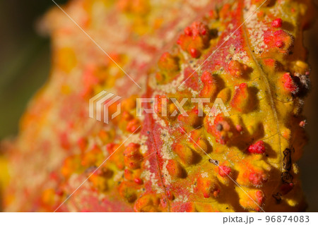 紅葉するヌルデ(japanese Sumac)のグロテスクなイボイボ状の葉の表面をマクロ接写撮影。 紅葉するヌルデ(japanese Sumac)のグロテスクなイボイボ状の葉の表面をマクロ接写撮影。 96874083