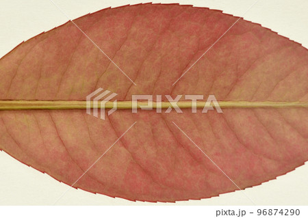 ベニカナメモチの若葉と葉脈 96874290