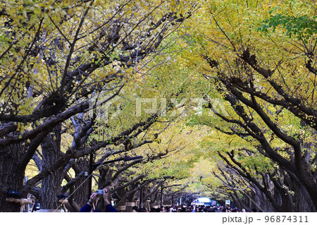 神宮外苑の紅葉 神宮外苑の紅葉 96874311