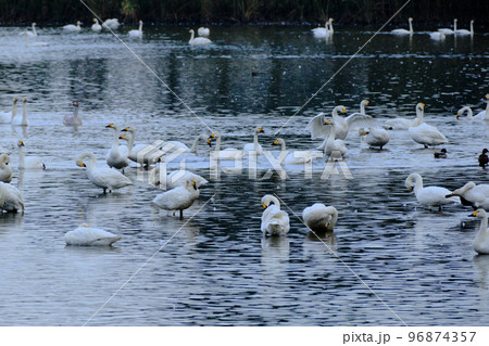 湖面で休む白鳥の群れ 96874357