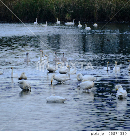 湖面で休む白鳥の群れ 湖面で休む白鳥の群れ 96874359