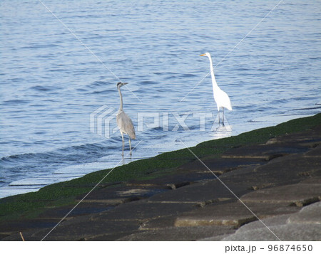検見川浜で見かけたアオサギとダイサギ 96874650