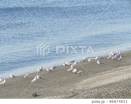 検見川浜をにぎわす冬の渡り鳥ユリカモメ 検見川浜をにぎわす冬の渡り鳥ユリカモメ 96874651