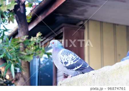 塀に留まっている鳩 96874761