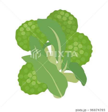 菜花のイラスト 96874765