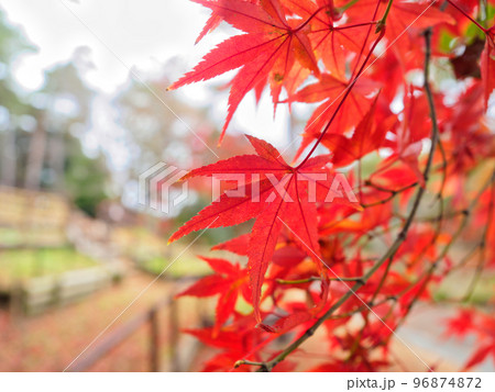 鮮やかでカラフルな紅葉の自然風景(秋のもみじ) 鮮やかでカラフルな紅葉の自然風景(秋のもみじ) 96874872