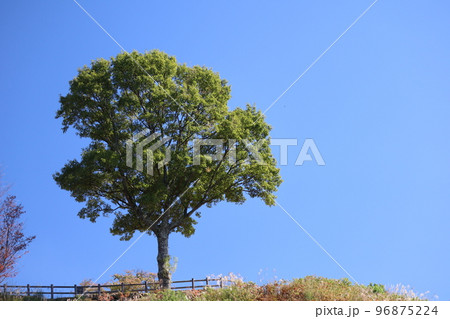 青空と緑の葉の丸い木のある公園の風景 96875224