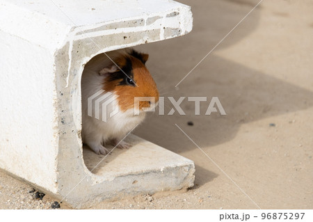 モルモット モルモット 96875297