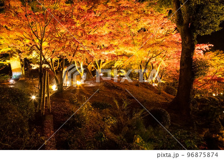 国の名勝縮景園の紅葉ライトアップの風景をどうぞ。広島浅野藩主や上田宗箇ゆかりの庭園です。広島県 国の名勝縮景園の紅葉ライトアップの風景をどうぞ。広島浅野藩主や上田宗箇ゆかりの庭園です。広島県 96875874