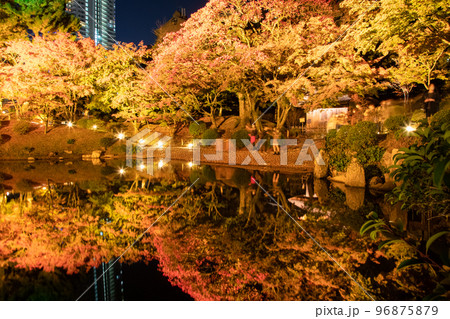 国の名勝縮景園の紅葉ライトアップの風景をどうぞ。広島浅野藩主や上田宗箇ゆかりの庭園です。広島県 96875879