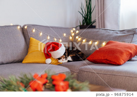 Multicolored relaxed cat lying on a gray sofa in a Santa's hat with blurred Christmas decor composition on the coffee table. Winter, festive Xmas holidays home decoration. Cozy mood. Selective focus 96875914