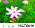 大きなコスモスの花 初秋の北海道 96876049