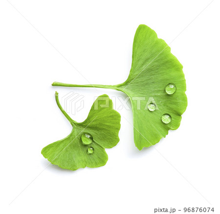 Ginkgo biloba leaves on white backgrounds. on white backgrounds Ginkgo biloba leaves on white backgrounds. on white backgrounds 96876074