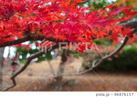 鮮やかでカラフルな紅葉の自然風景(秋のもみじ・背景素材・コピースペース付き) 鮮やかでカラフルな紅葉の自然風景(秋のもみじ・背景素材・コピースペース付き) 96876157